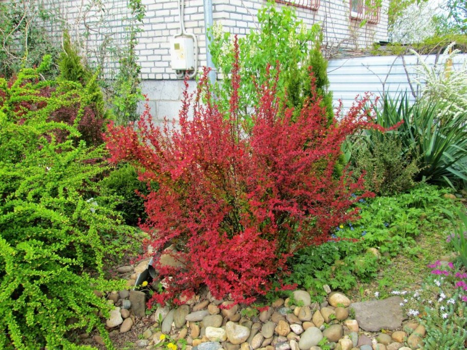 Барбарис Тунберга ред карпет