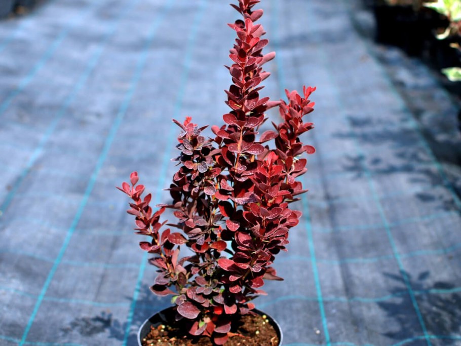 Барбарис Тунберга ред рокет