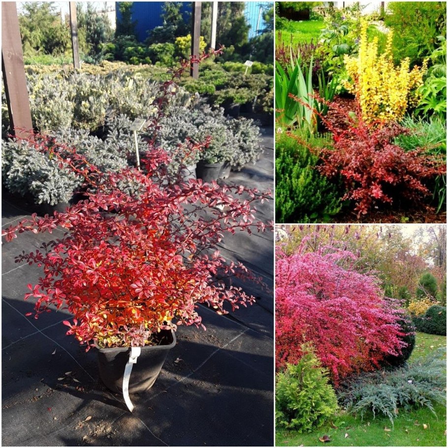 Барбарис Тунберга оранж рокет