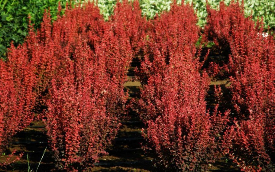 Барбарис Тунберга "Orange Rocket", оранж рокет