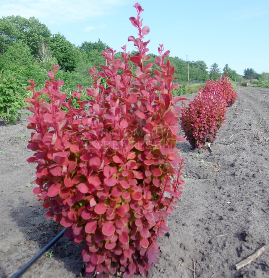 Барбарис оранж рокет