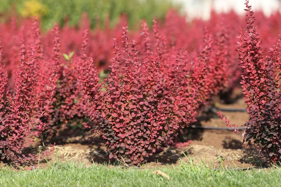 Барбарис Тунберга Рэд рокет