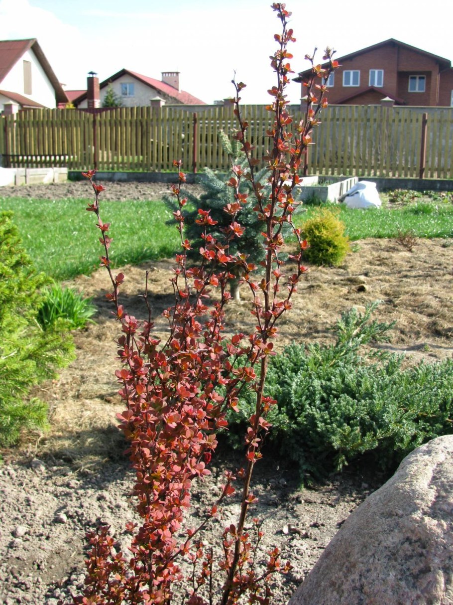 Барбарис Тунберга Эректа