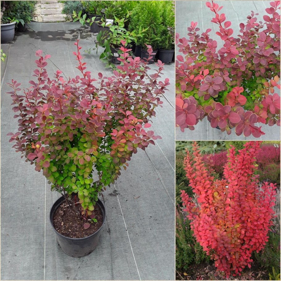 Барбарис Тунберга Red Rocket