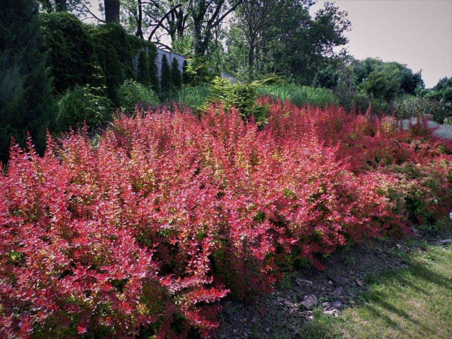 Барбарис Тунберга ред рокет