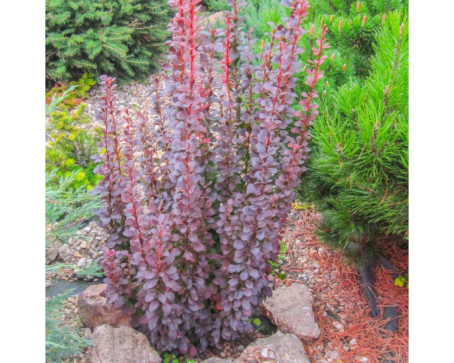 Барбарис Тунберга Хелмонд Пиллар (Helmond Pillar)