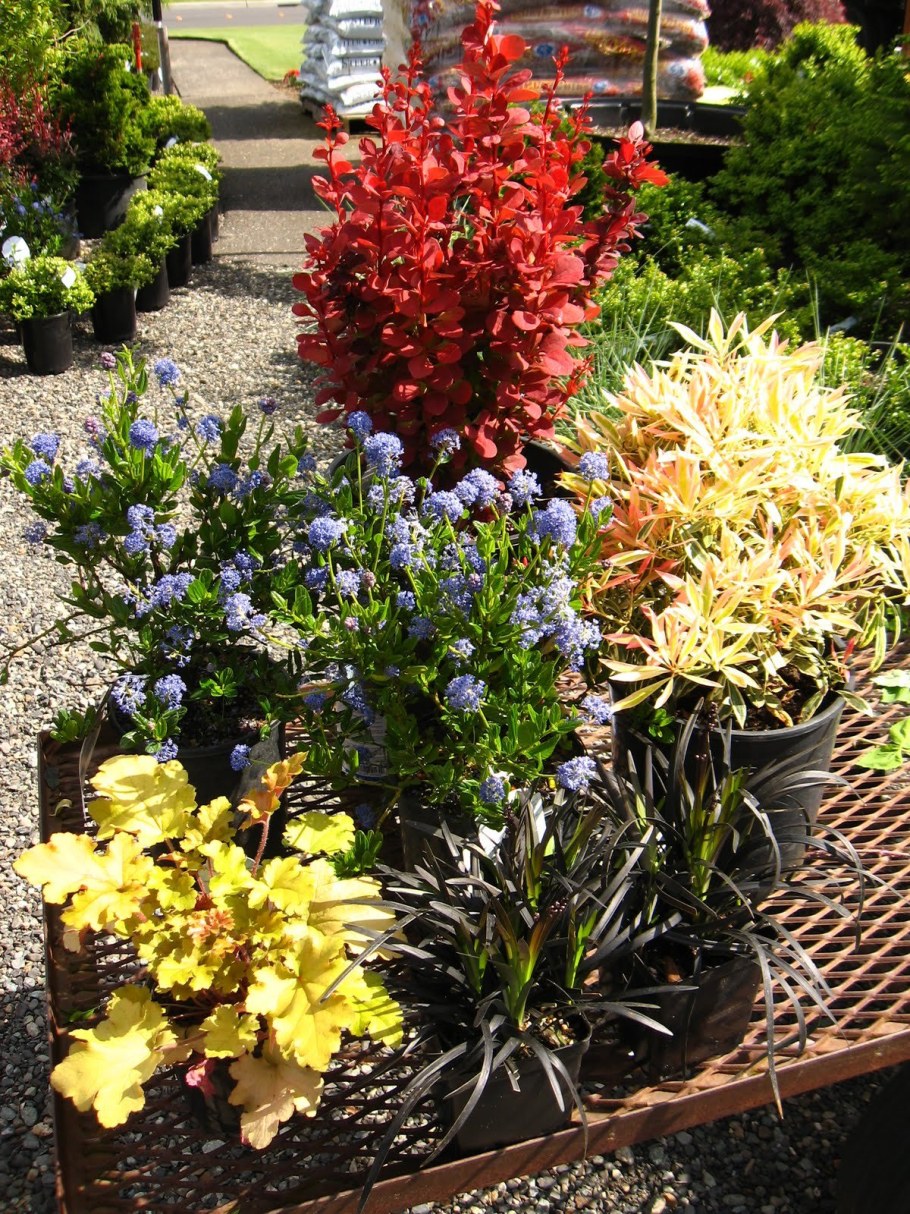 Барбарис Тунберга оранж айс