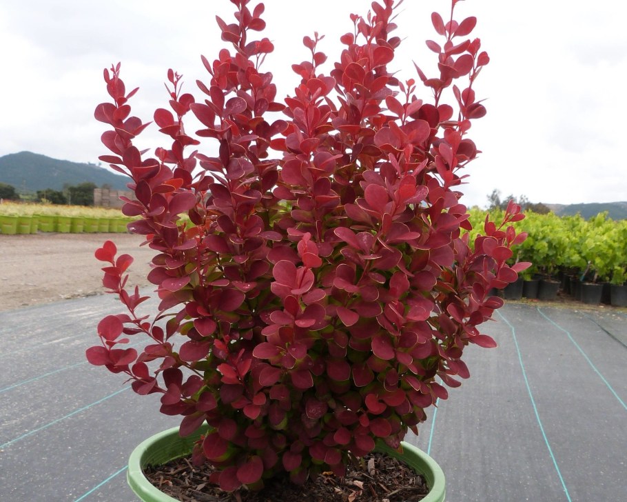 Барбарис ред рокет