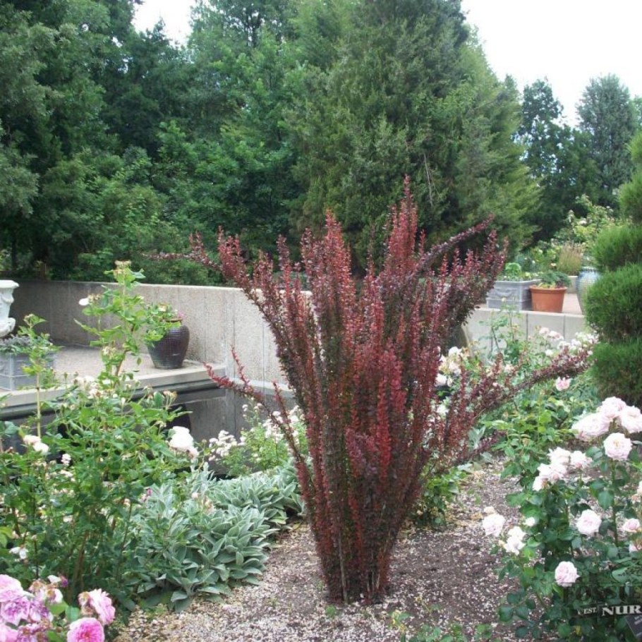 Барбарис Тунберга Red Pillar