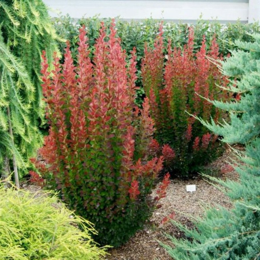 Барбарис Тунберга Red Rocket