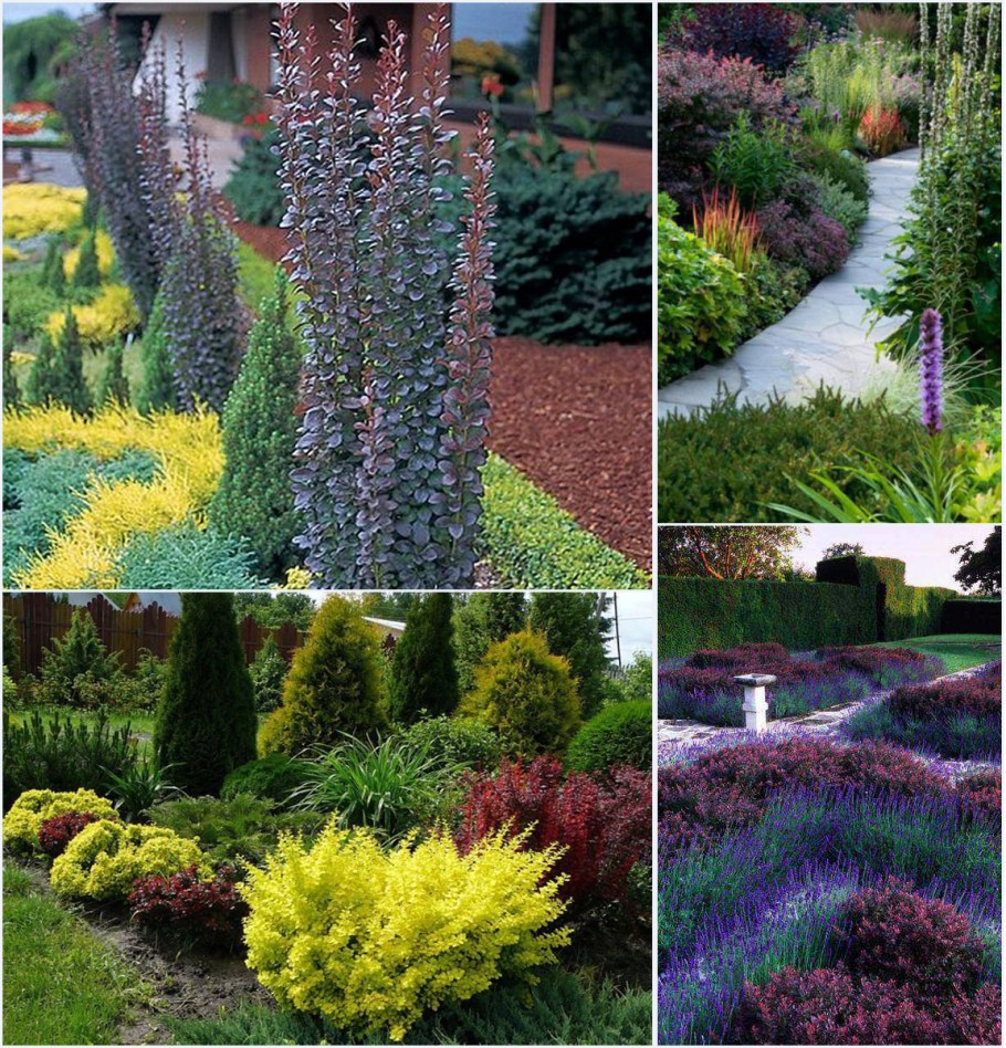 Барбарис Тунберга "Rocket