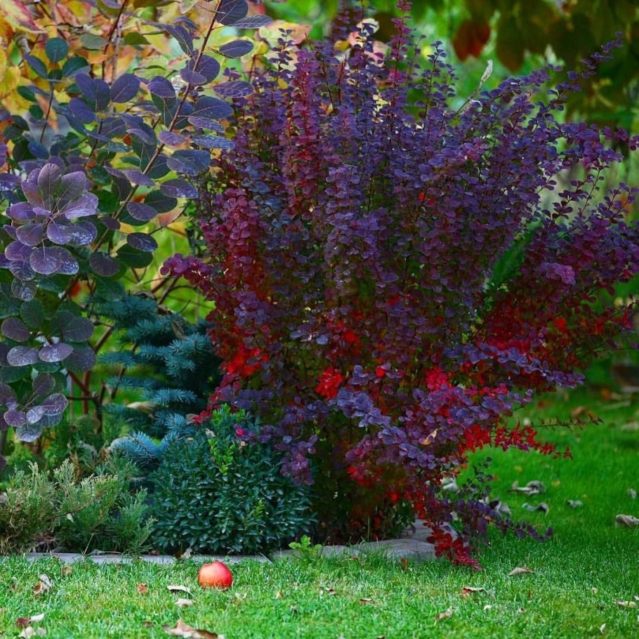 Барбарис Тунберга Атропурпуреа