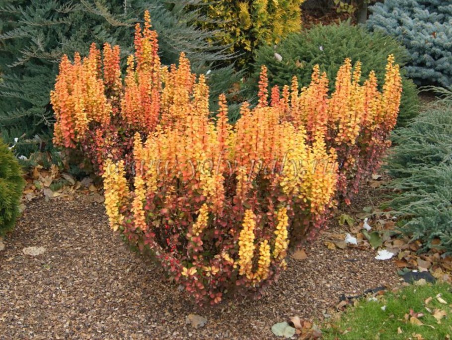 Барбарис Тунберга