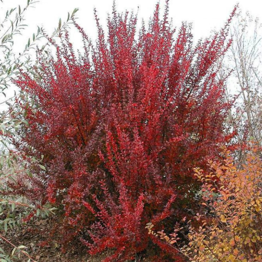 Барбарис Тунберга ред рокет