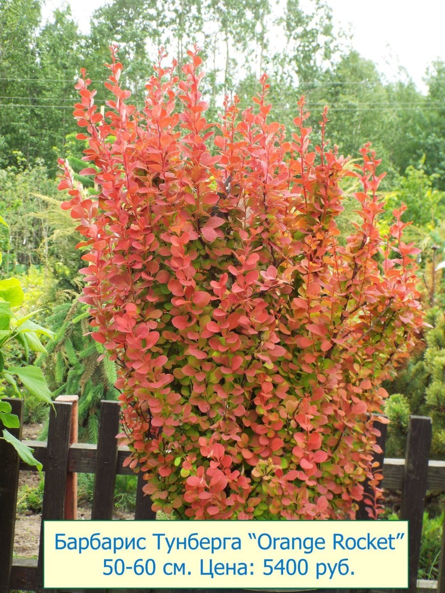 Барбарис Тунберга "Rocket