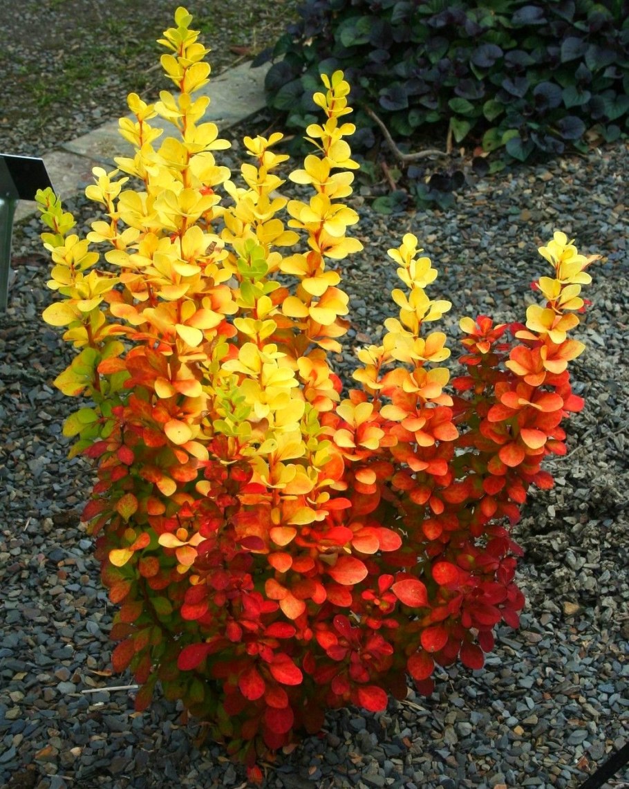 Барбарис Тунберга Голден торч