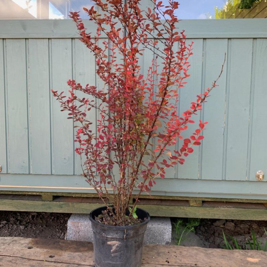 Барбарис оранж рокет