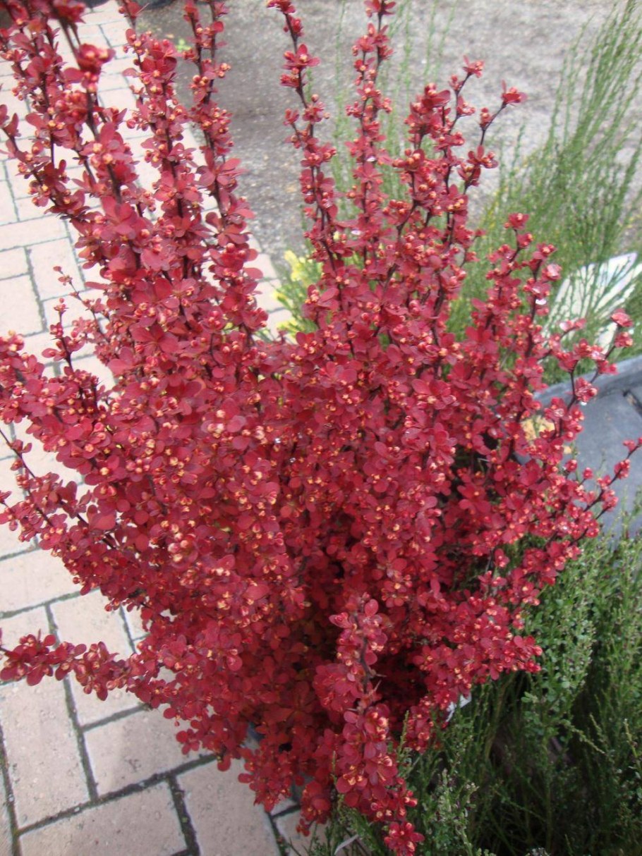 Барбарис Тунберга ред рокет