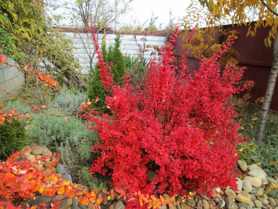 Барбарис Тунберга 'Orange Rocket' PBR