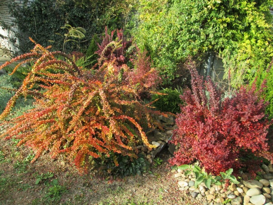 Барбарис Тунберга оранж рокет