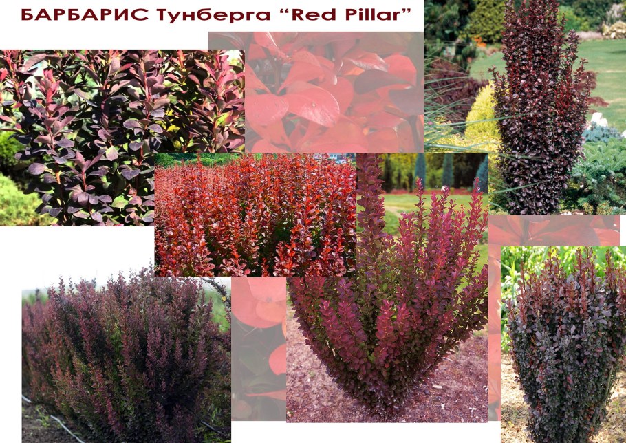 Барбарис Тунберга (Berberis thunbergii &#96;Red Pillar&#96;)