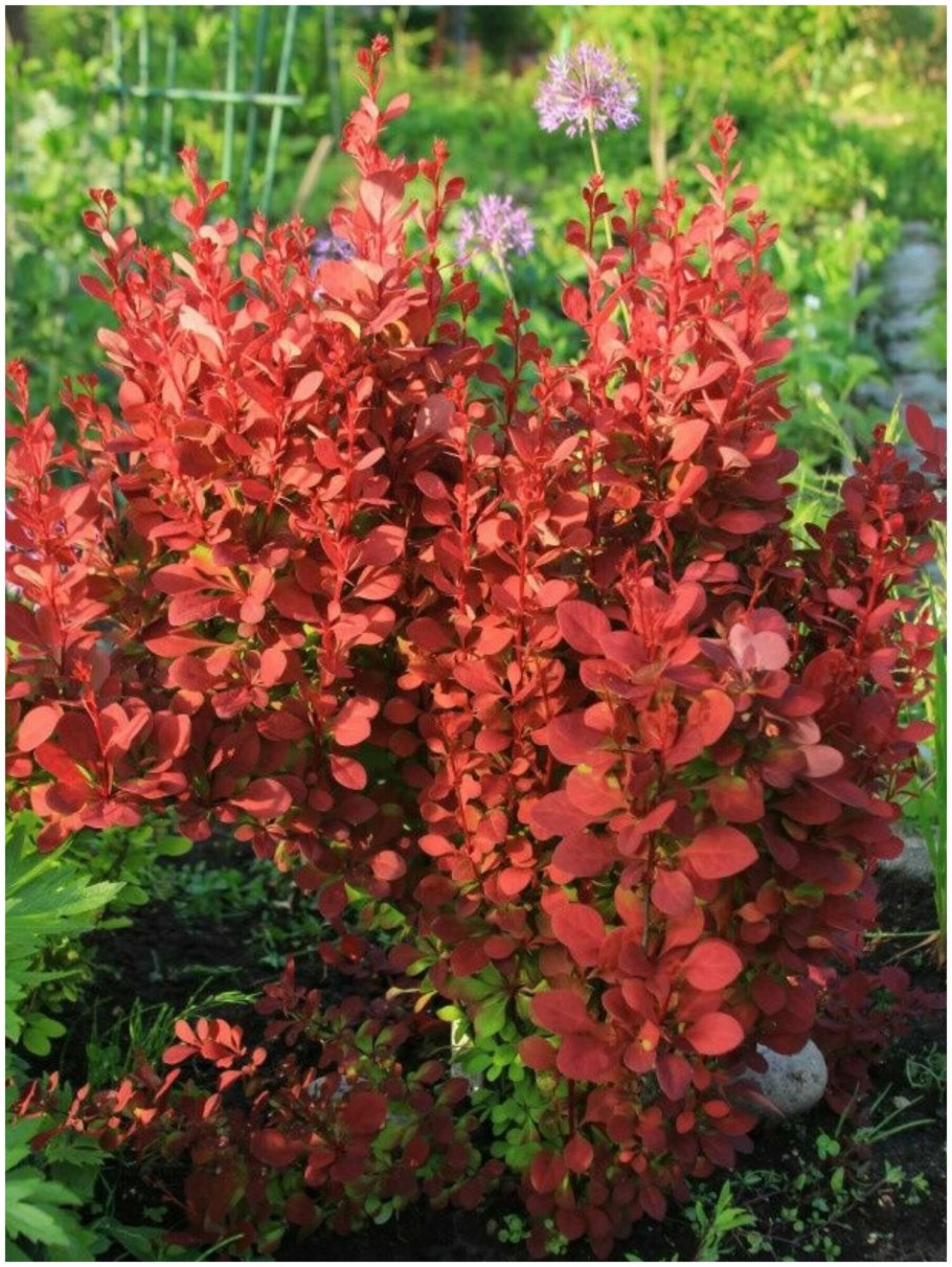 Барбарис Тунберга