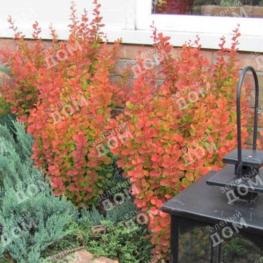 Барбарис Тунберга оранж Санрайз
