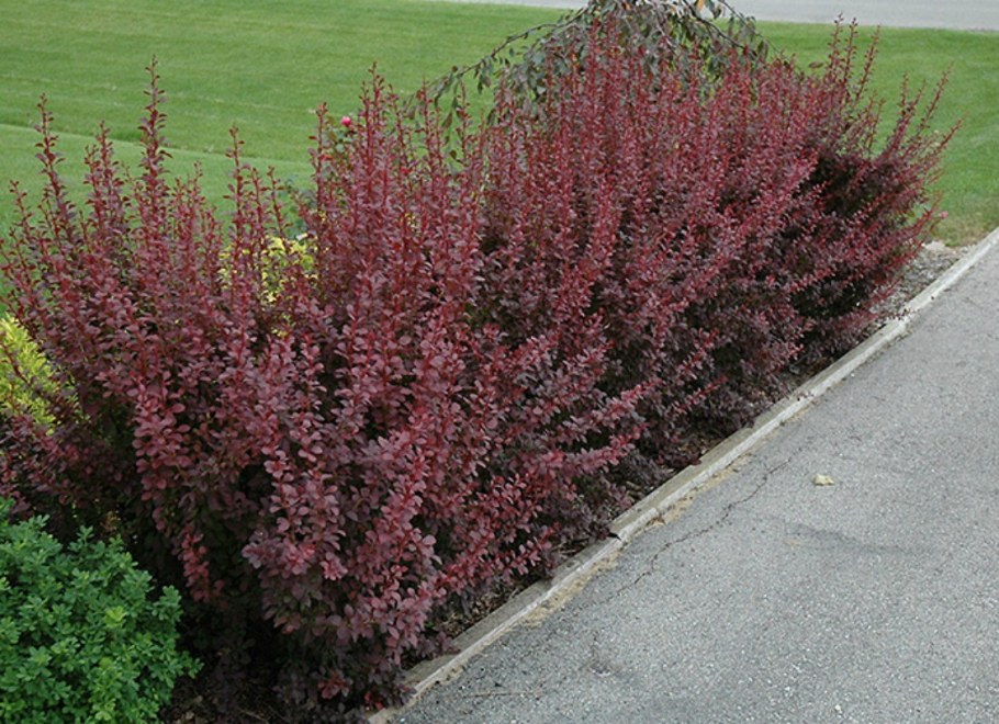 Барбарис Тунберга ред рокет