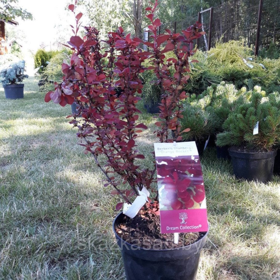 Барбарис Тунберга оранж рокет
