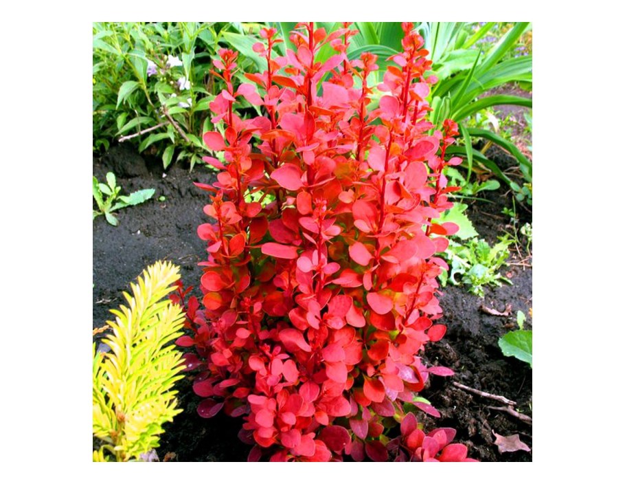 Барбарис Тунберга Санрайз