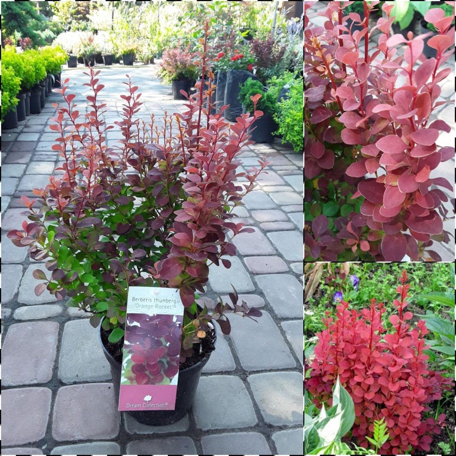 Барбарис Тунберга ред рокет