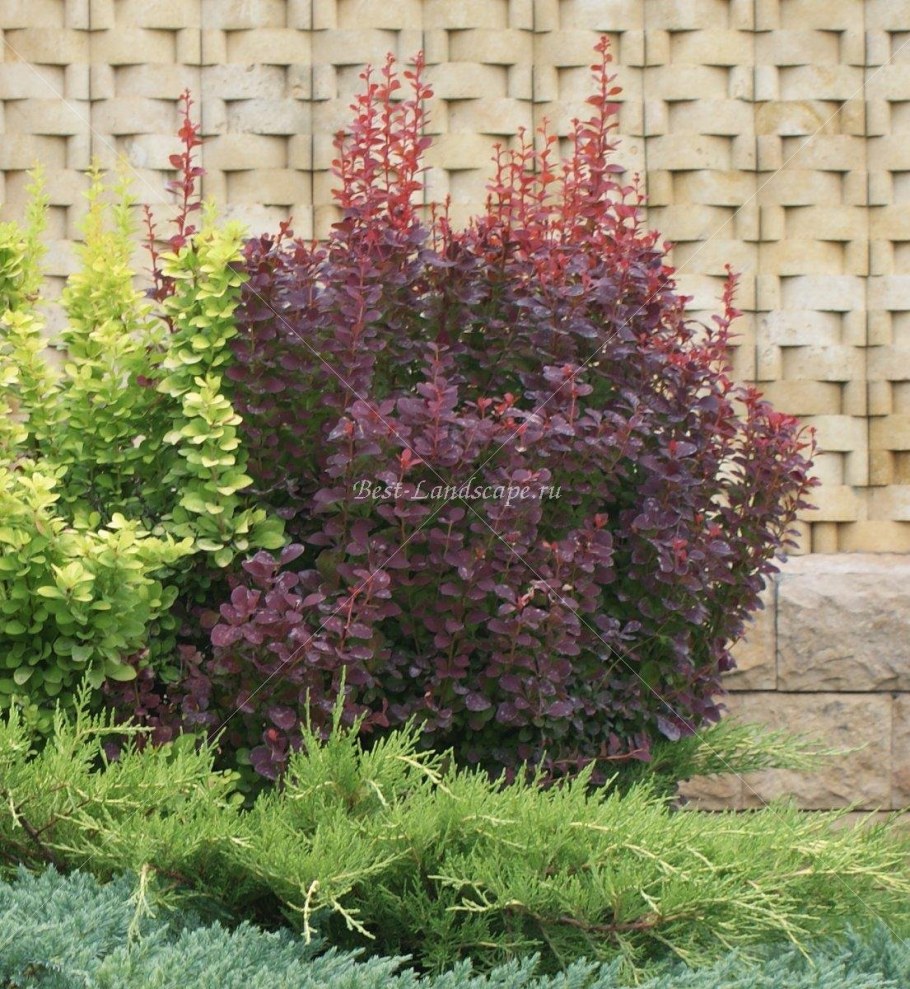 Барбарис Тунберга 'Red рокет