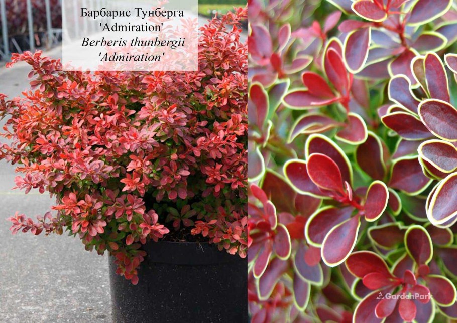 Барбарис Тунберга (Berberis thunbergii)
