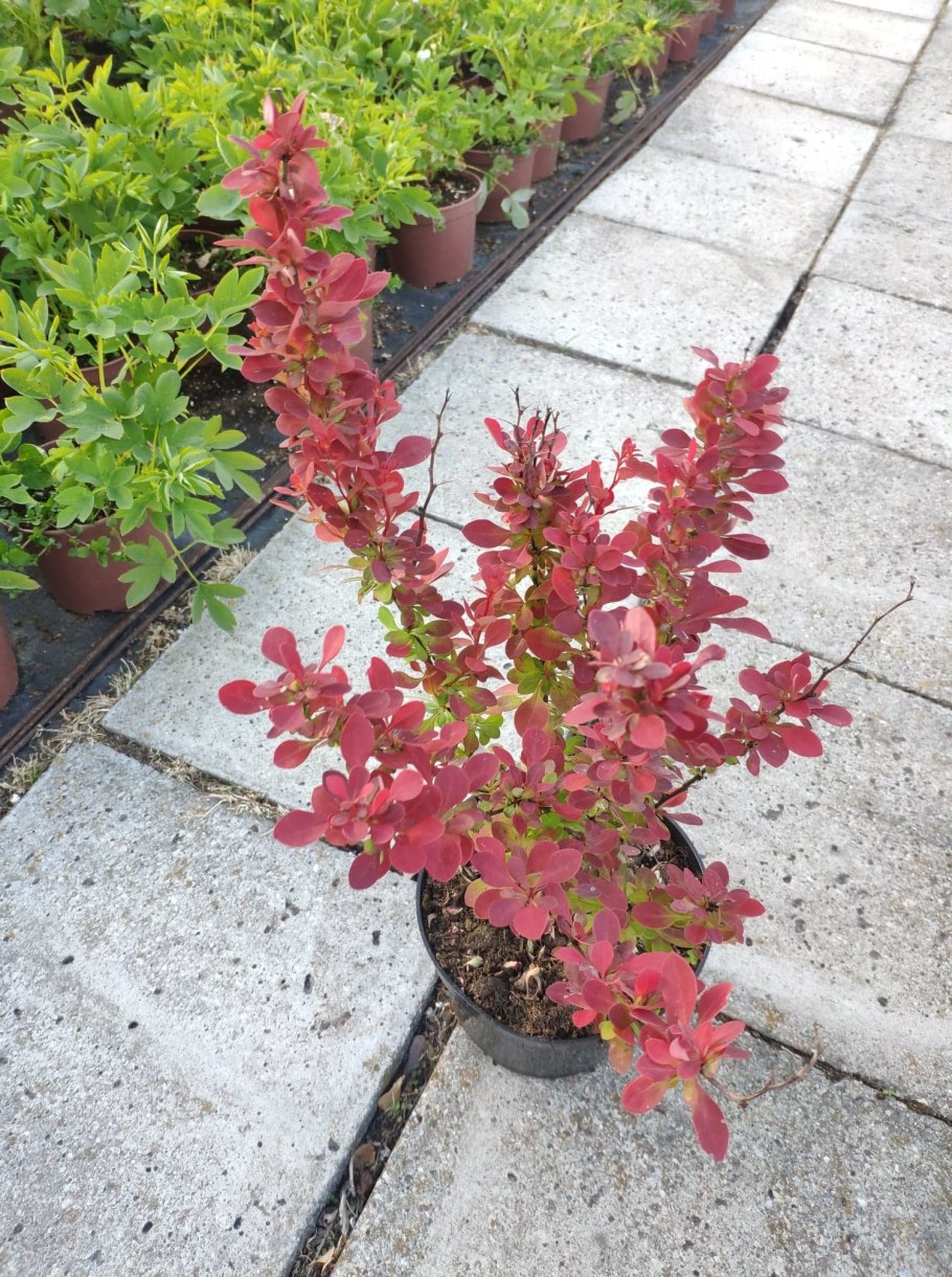 Барбарис Тунберга оранж