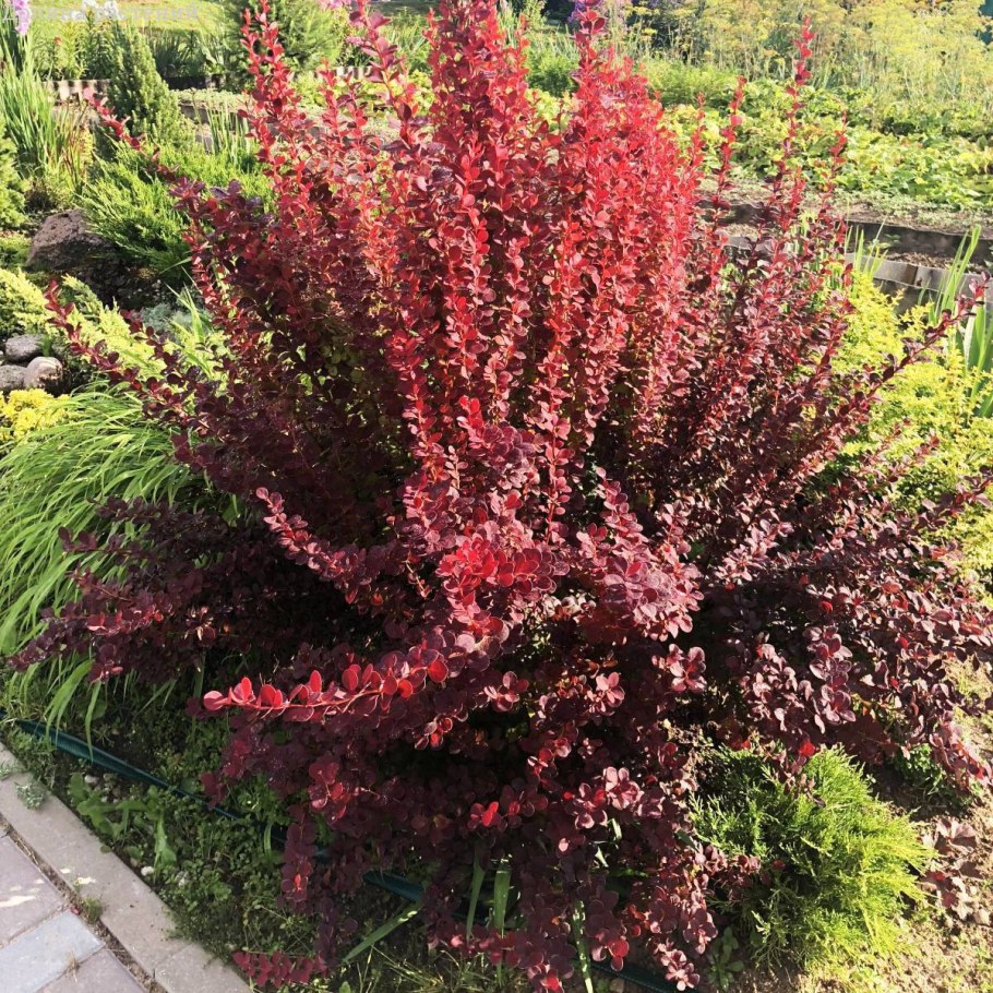 Барбарис Тунберга Orange Rocket