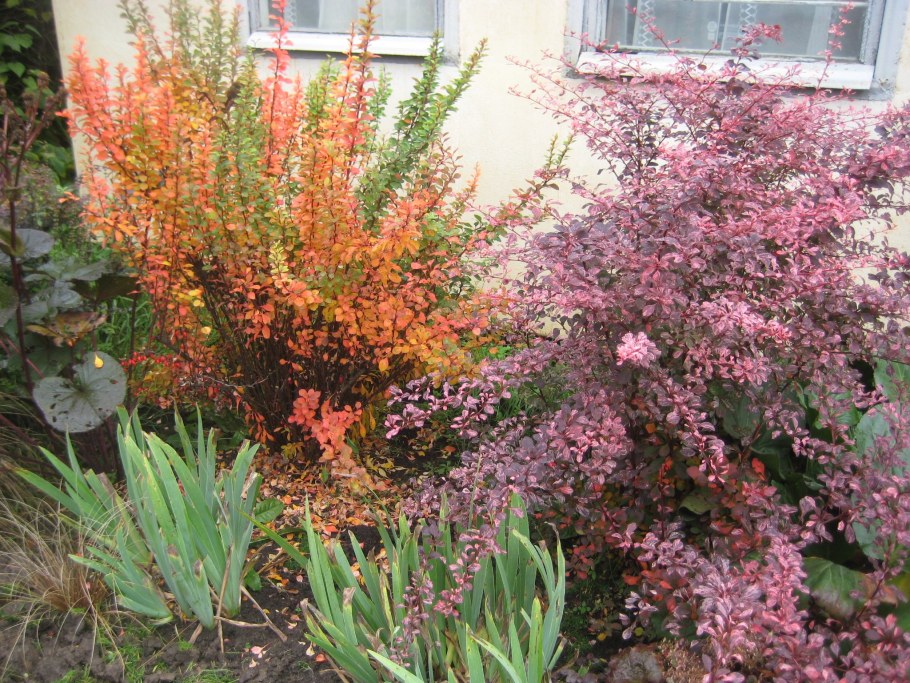 Барбарис Тунберга оранж рокет