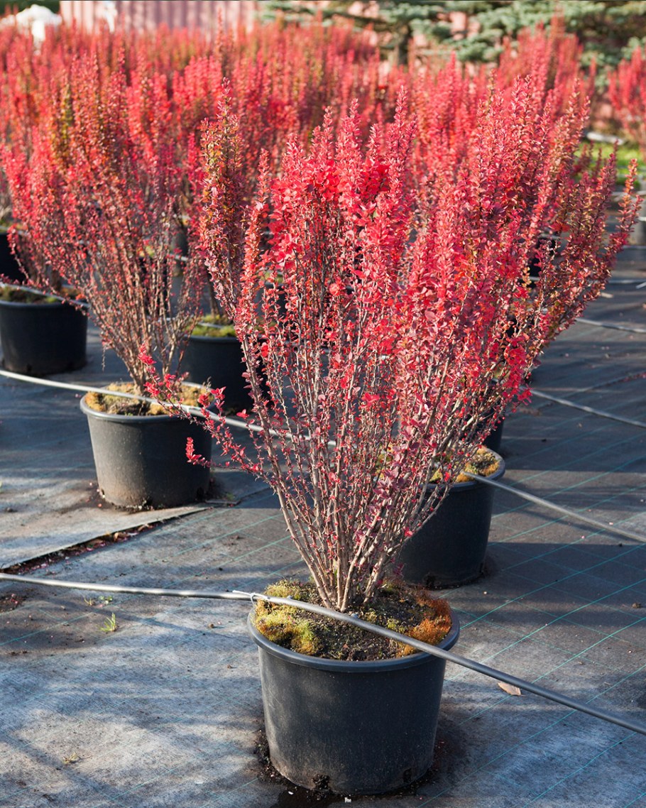 Барбарис Тунберга Хелмонд Пиллар