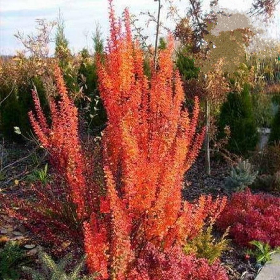 Барбарис Тунберга erecta