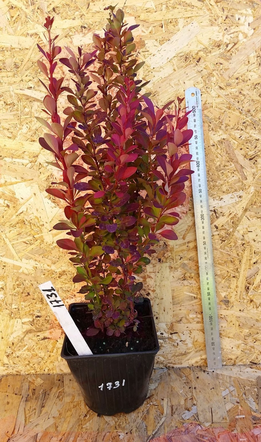 Барбарис Тунберга (сорт 'Red Rocket')