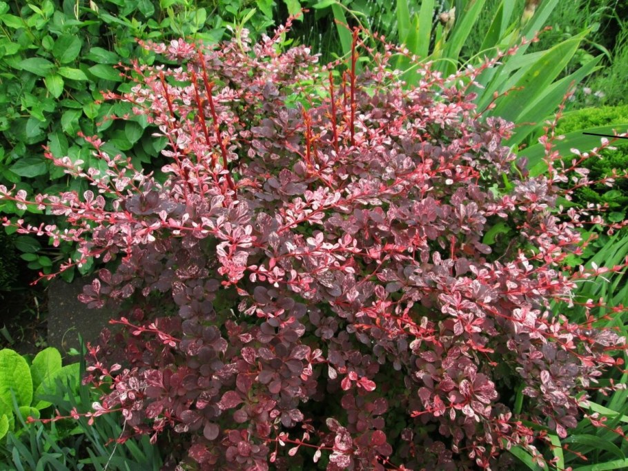 Барбарис Тунберга Арлекин (Harlequin)