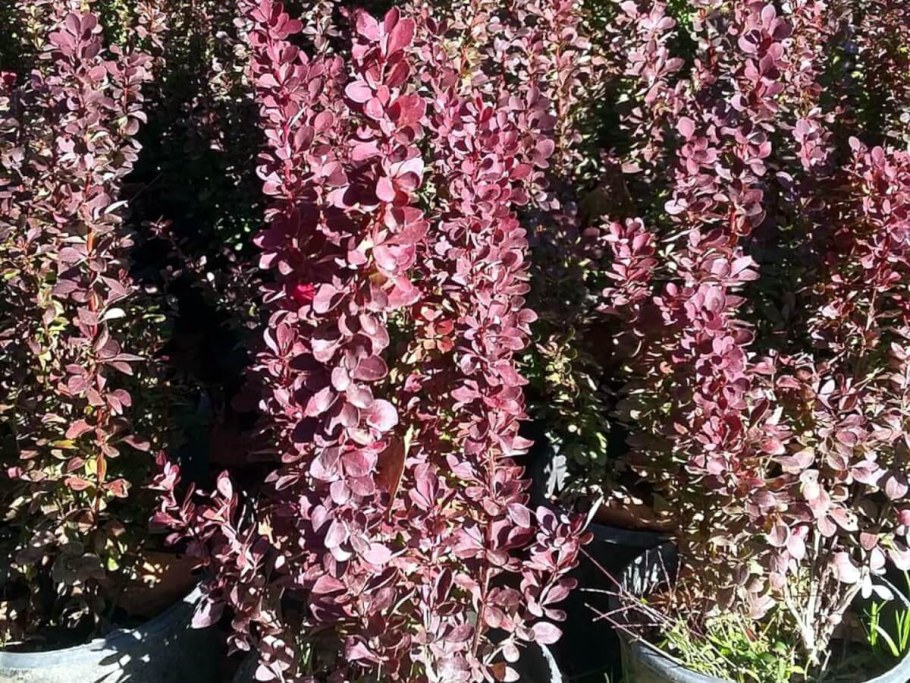 Барбарис Тунберга Хелмонд Пиллар