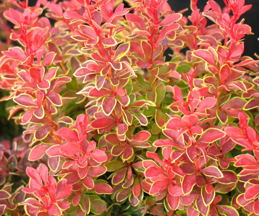 Барбарис Тунберга (Berberis thunbergii)