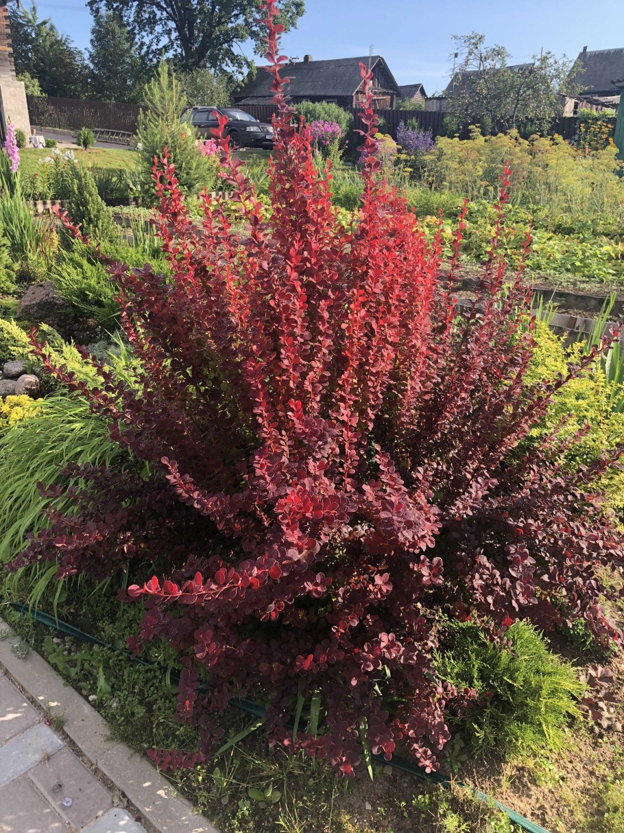 Барбарис Тунберга оранж рокет