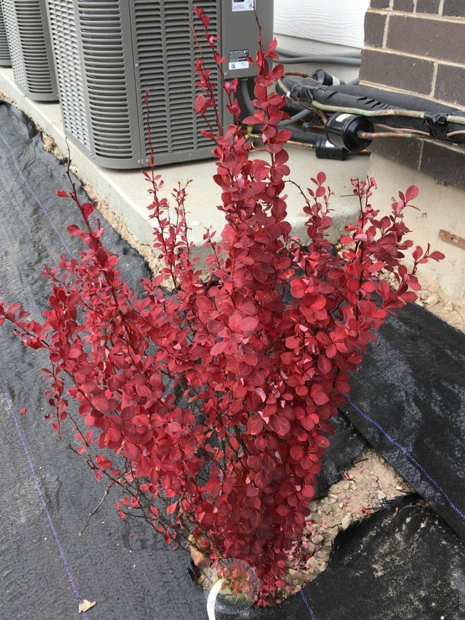 Барбарис Тунберга Red Rocket