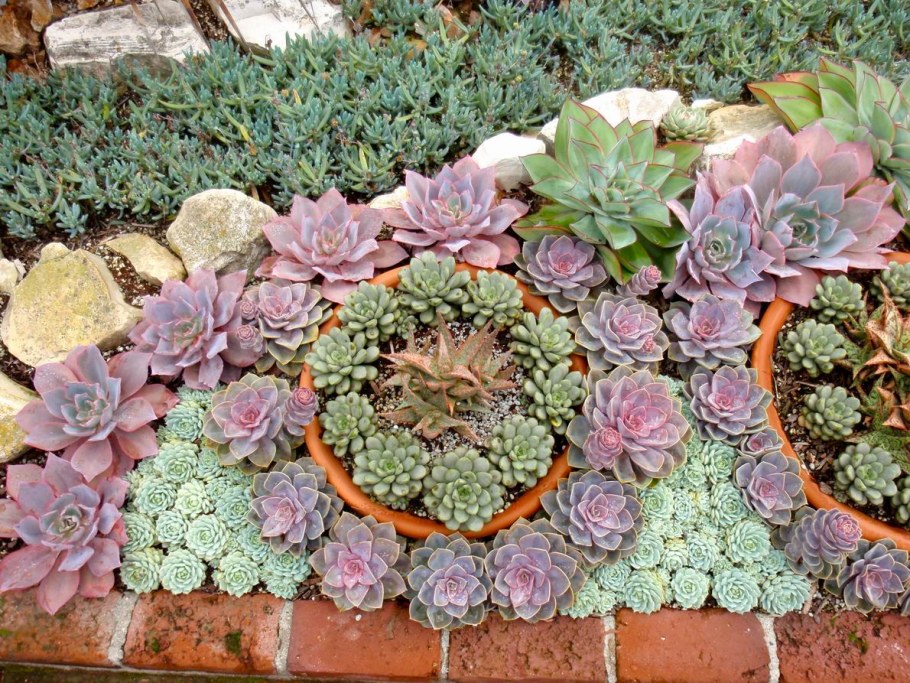 Гавриш молодило каменная роза