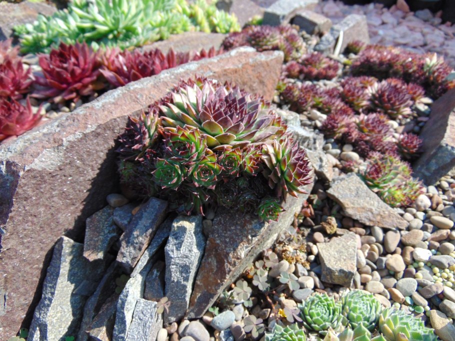 Альпийская живучка Sempervivum