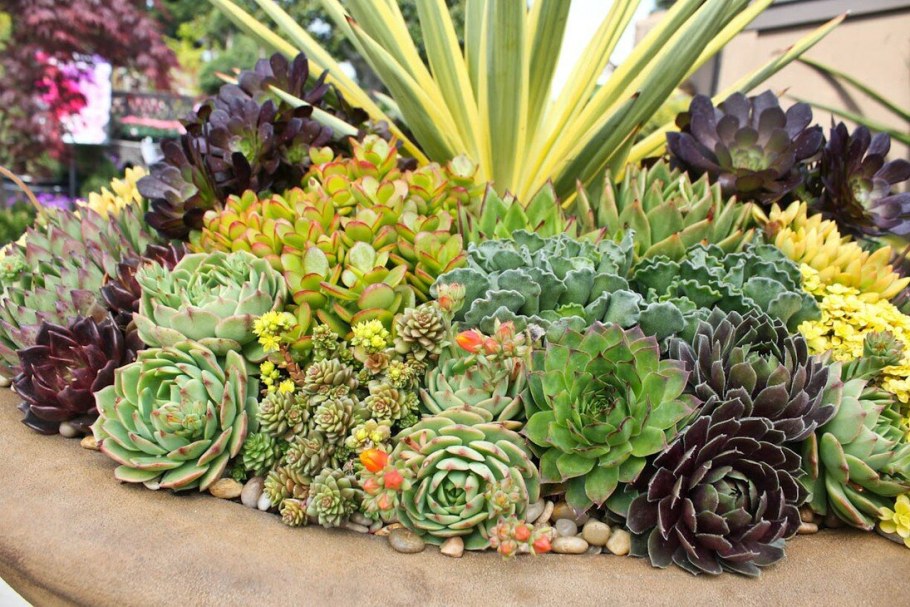 Суккуленты уличные каменная роза