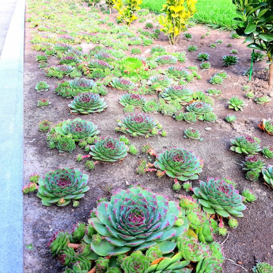 Почвопокровные многолетники молодило