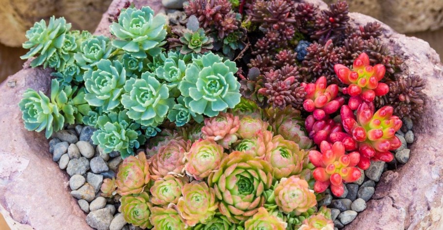 Альпийская живучка Sempervivum