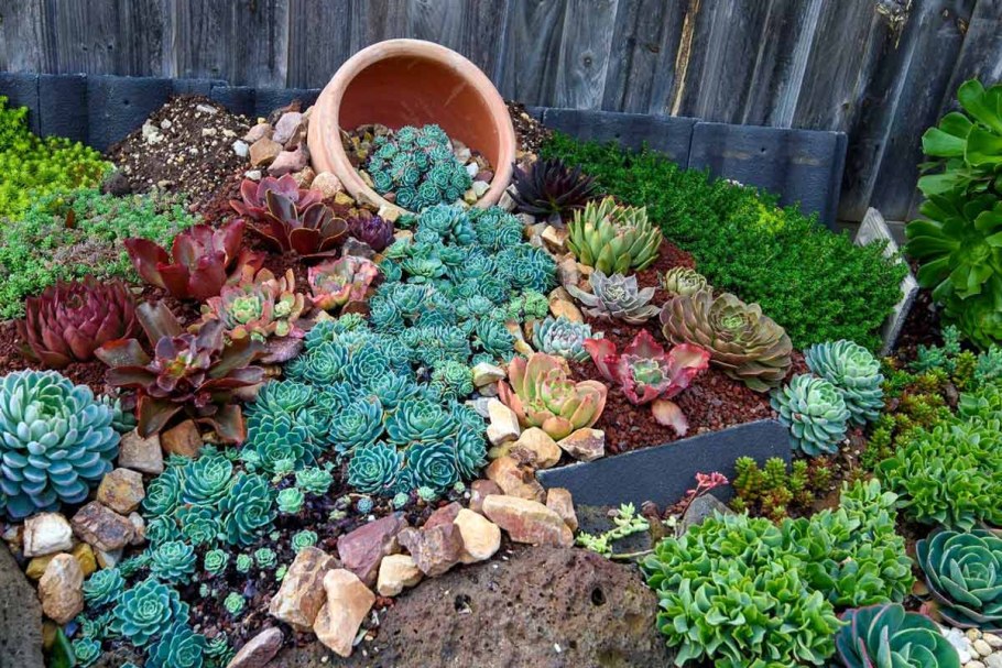 Альпийская живучка Sempervivum